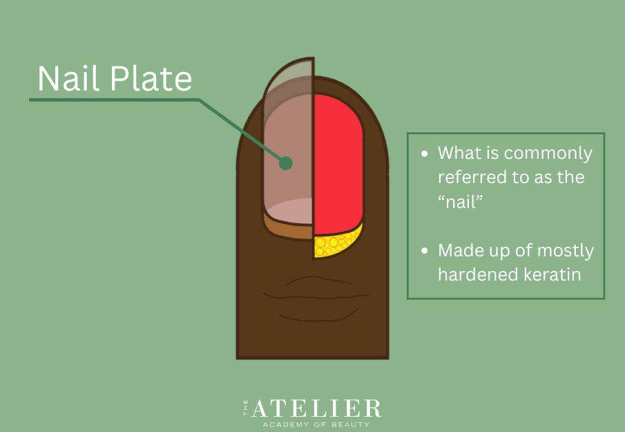 Diagram of the finger and nail identifying the Nail Plate with additional information provided in the previous paragraph: "What is commonly referred to as the 'nail'; Made of mostly hardened keratin"